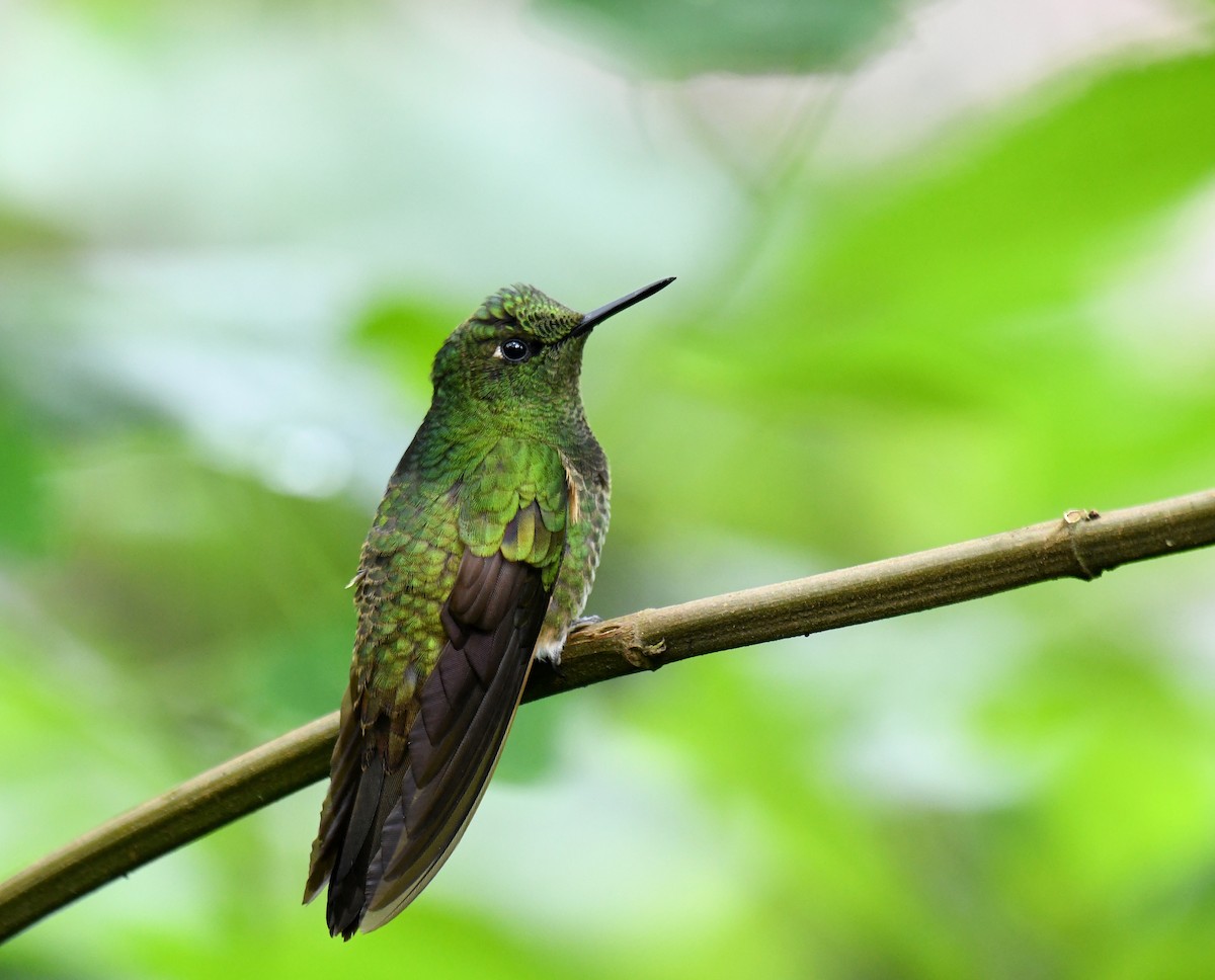 Buff-tailed Coronet - ML620659885