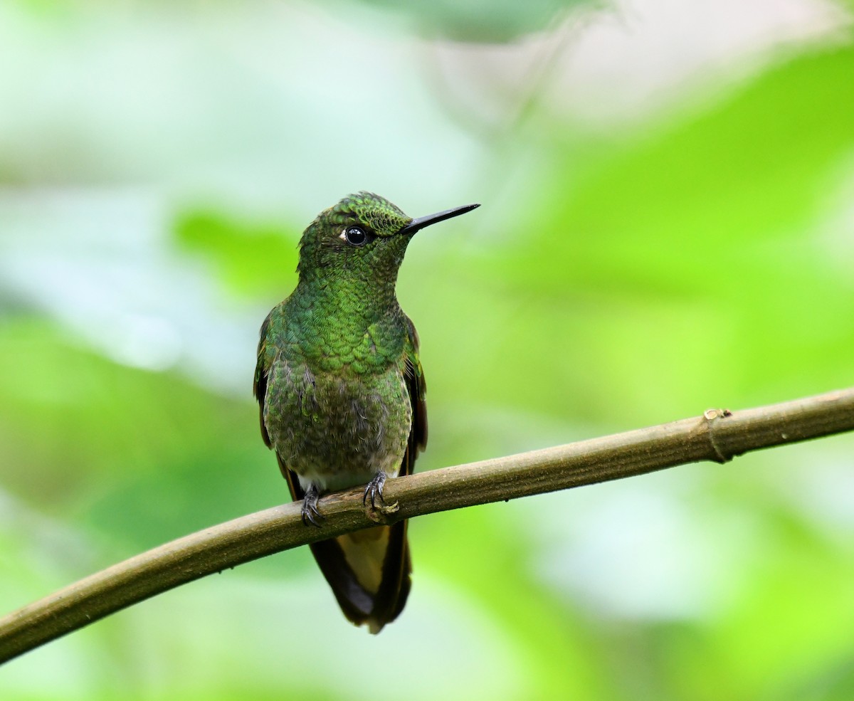 Buff-tailed Coronet - ML620659886