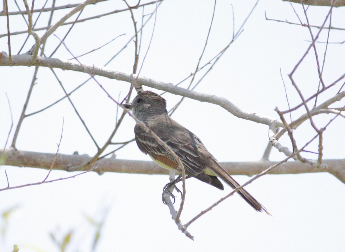 Ash-throated Flycatcher - ML620659890