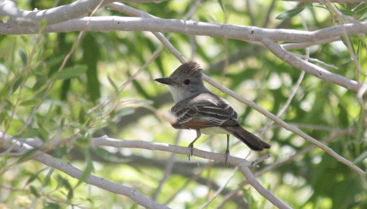 Ash-throated Flycatcher - ML620659891