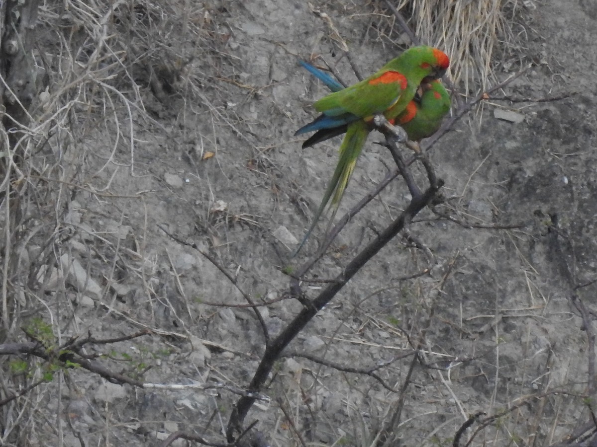 アカミミコンゴウインコ - ML620659899