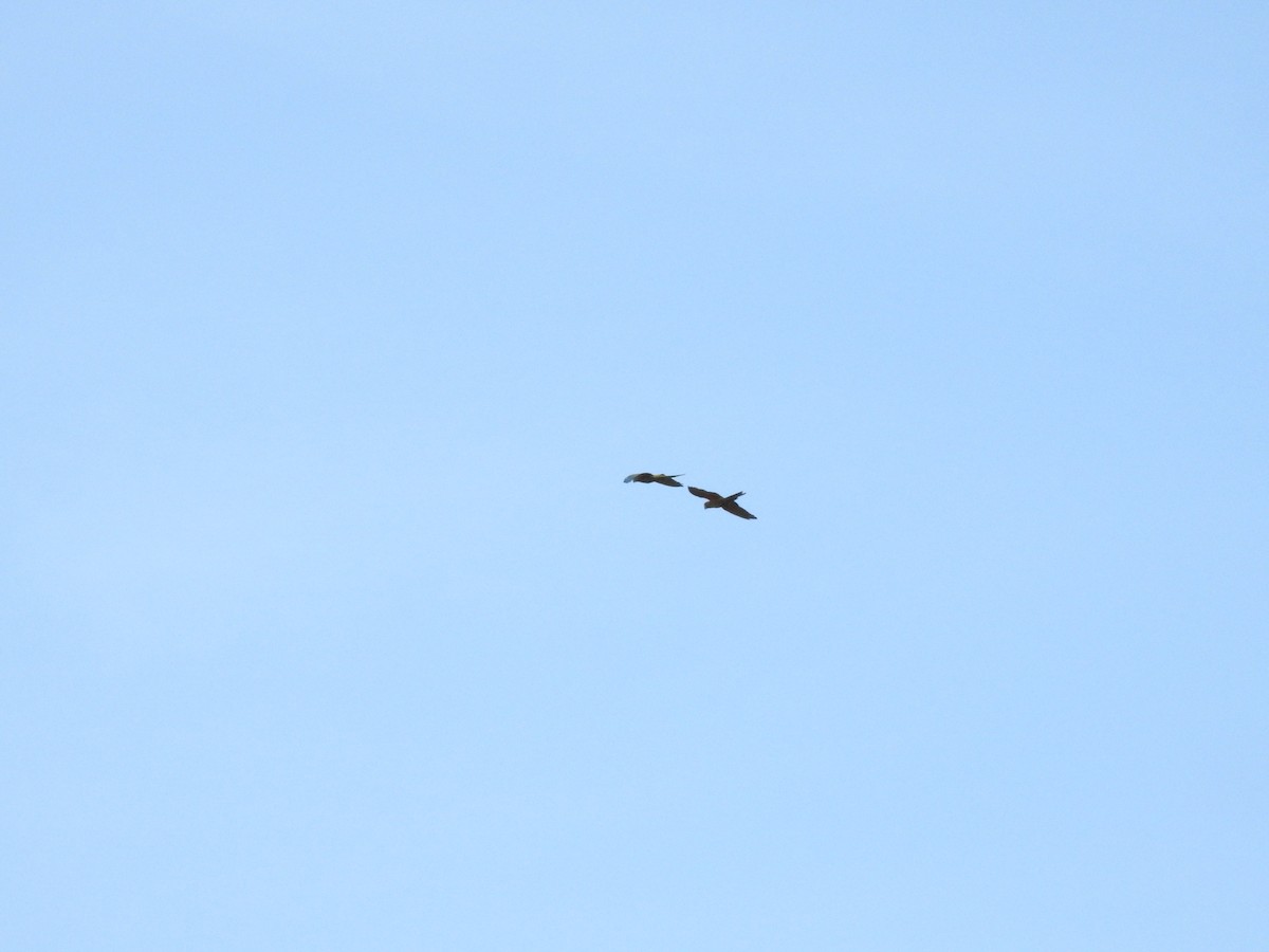 Red-fronted Macaw - ML620659901