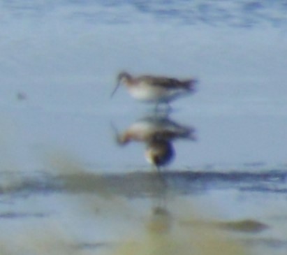 Wilson's Phalarope - ML620659907