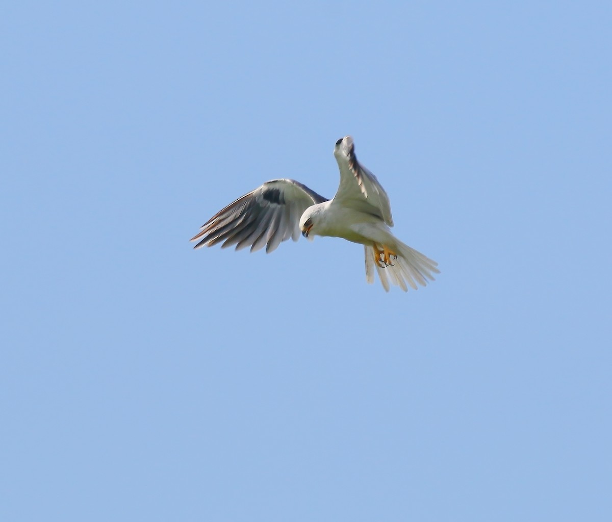 White-tailed Kite - ML620659909