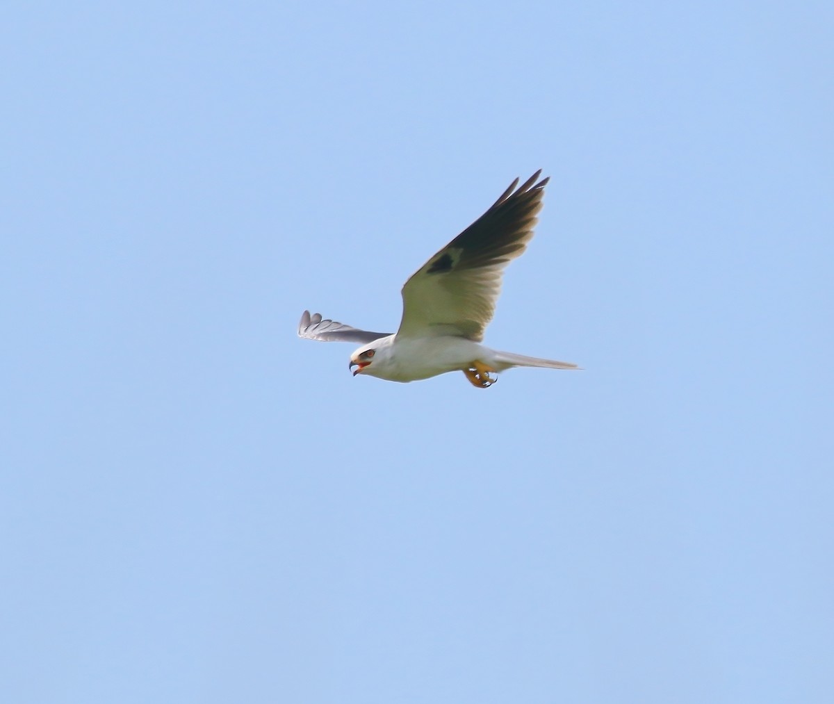White-tailed Kite - ML620659910