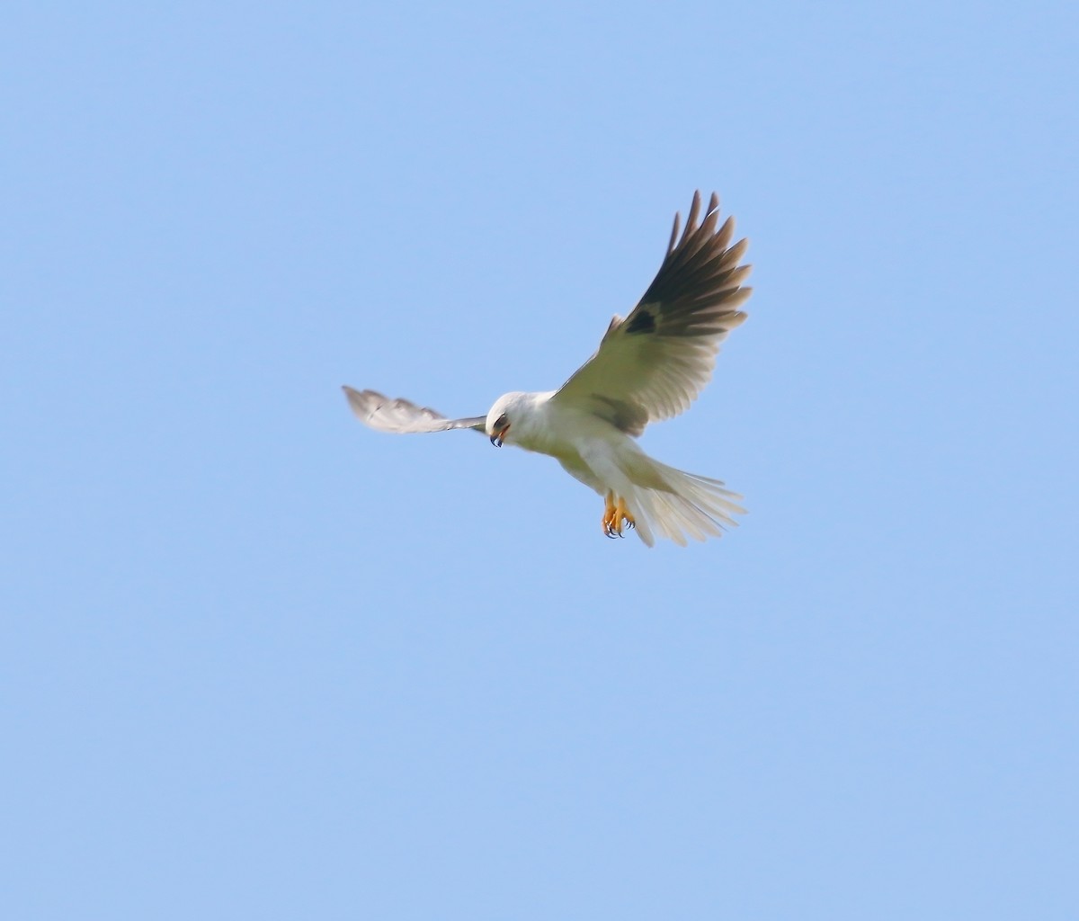 White-tailed Kite - ML620659911