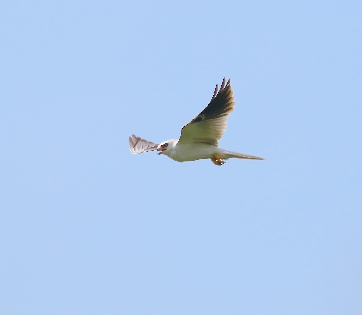 White-tailed Kite - ML620659912