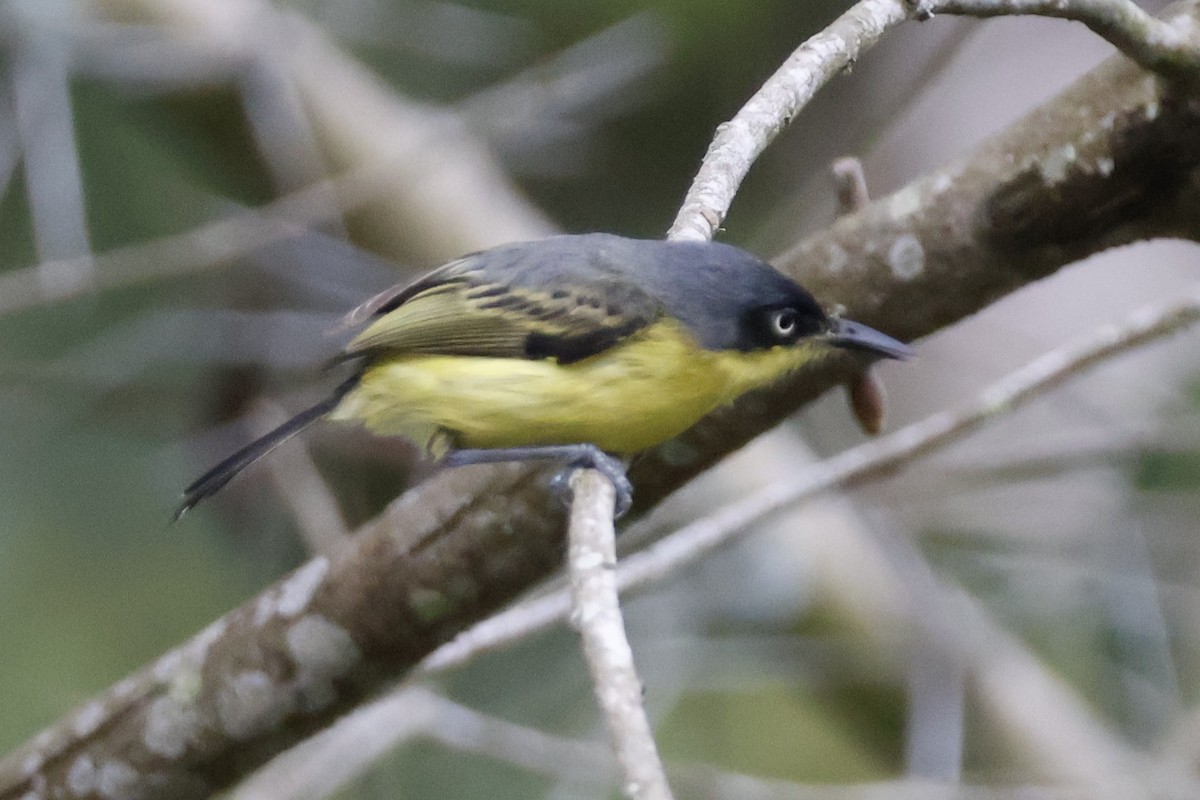 Common Tody-Flycatcher - ML620659917