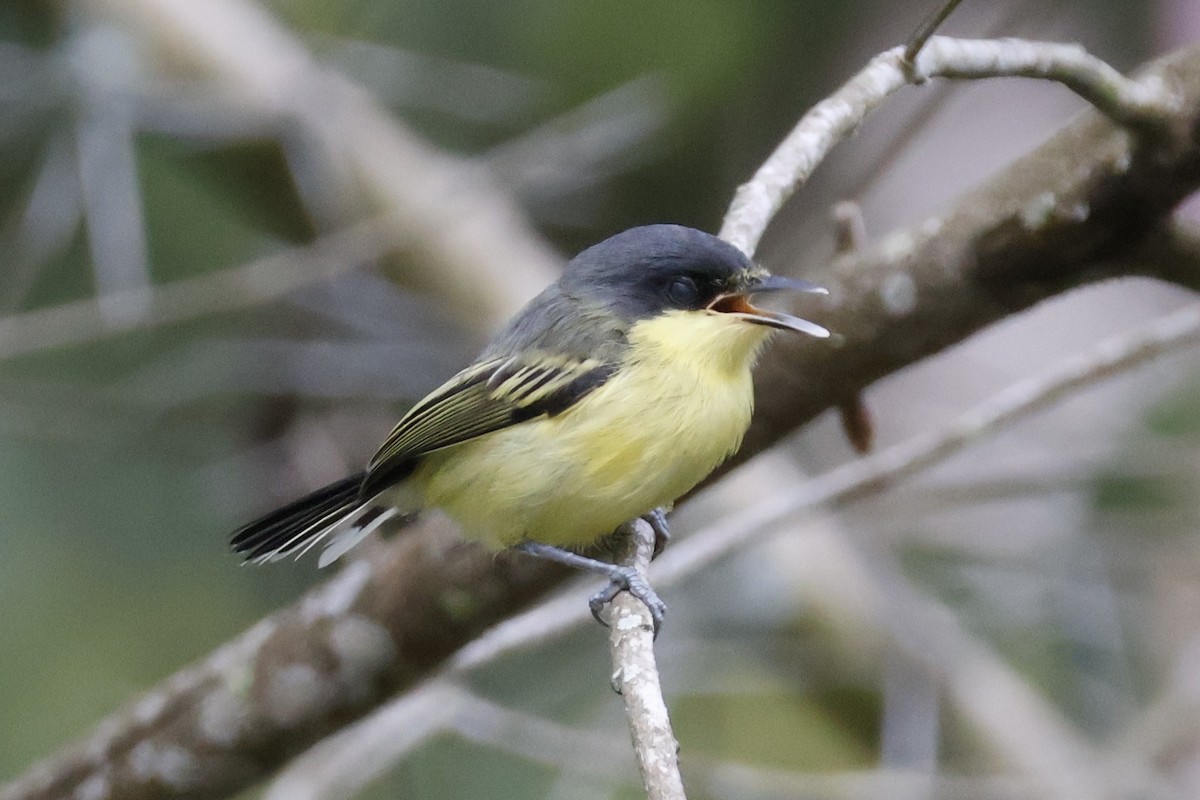 Common Tody-Flycatcher - ML620659918