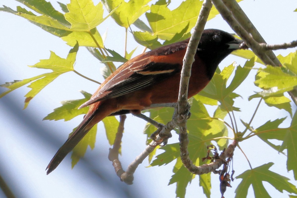 Orchard Oriole - ML620659920