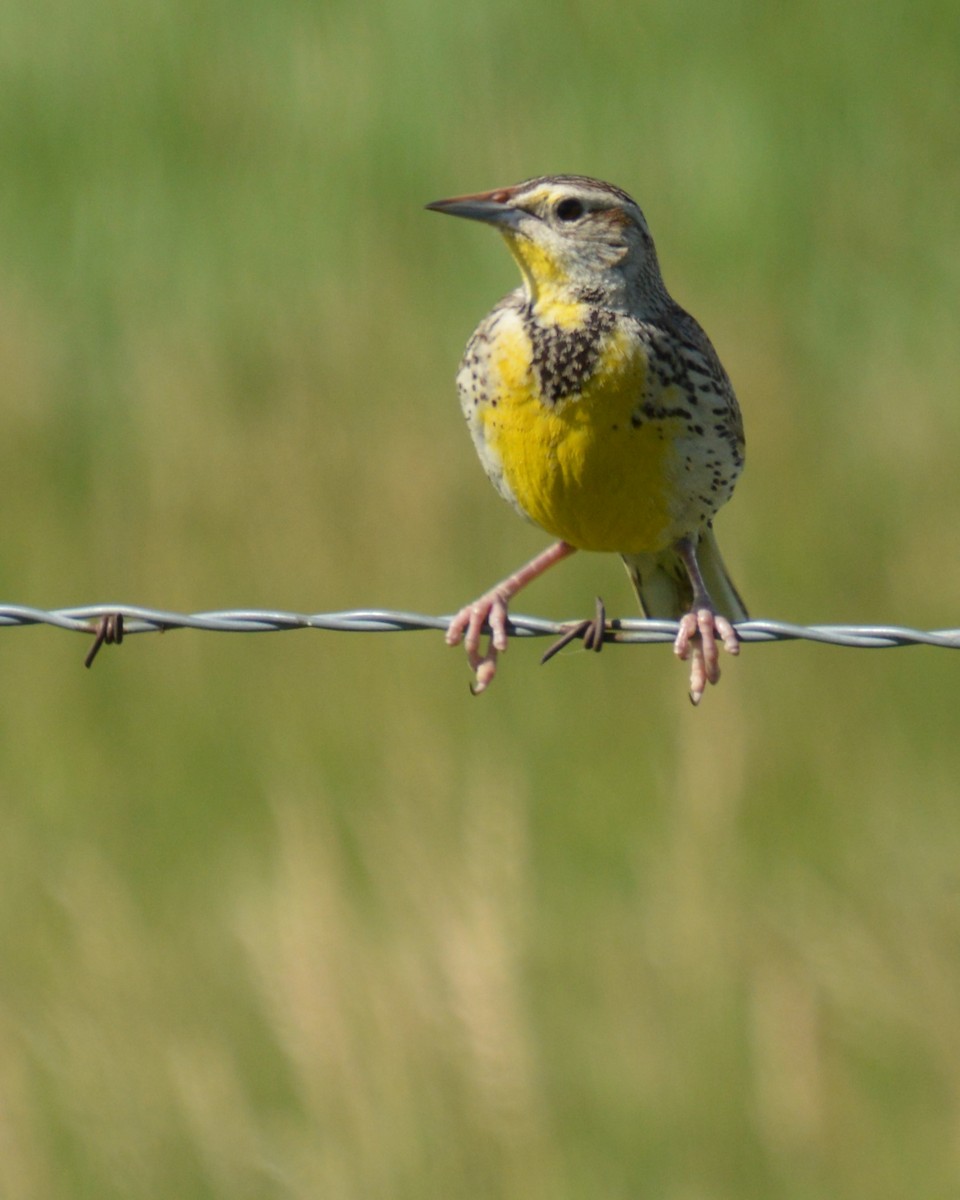 Western Meadowlark - ML620659922