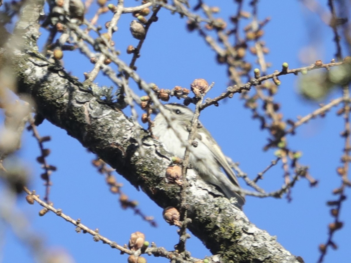 Roitelet à couronne dorée - ML620659923