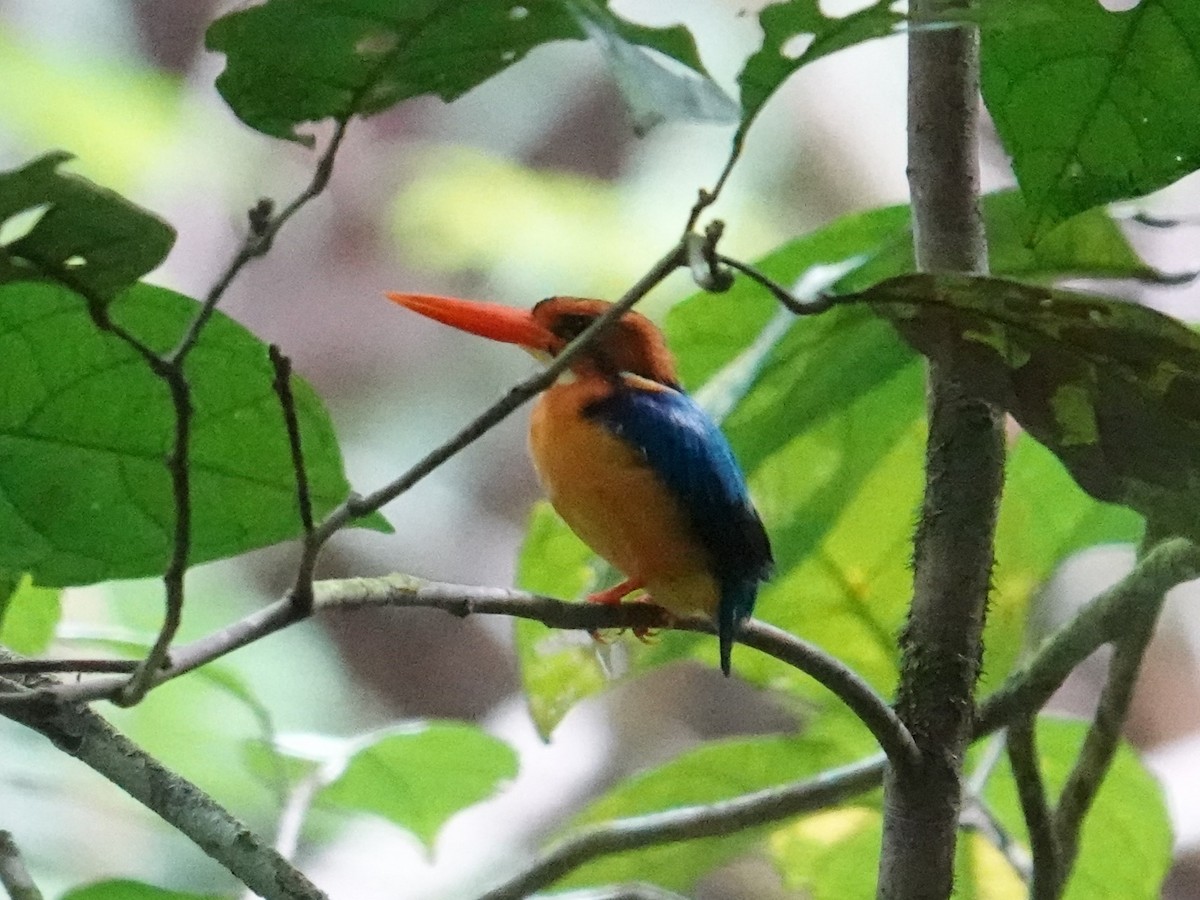 Manus Dwarf-Kingfisher - ML620659927