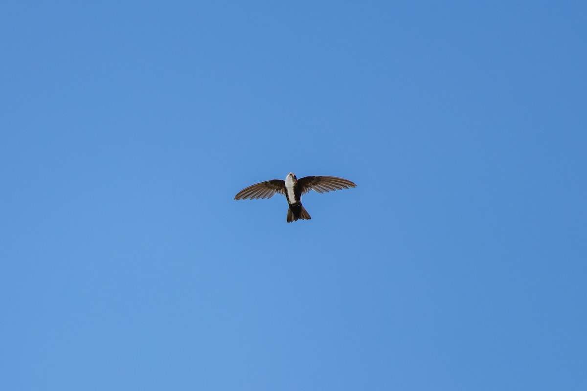 Antillean Palm Swift - ML620659938