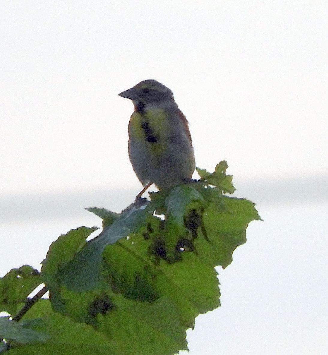 Dickcissel - ML620659940