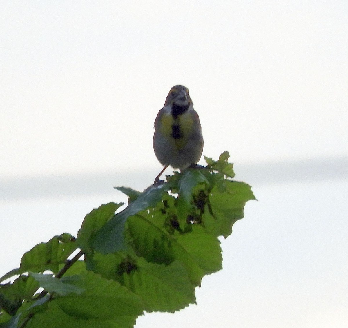 Dickcissel - ML620659941