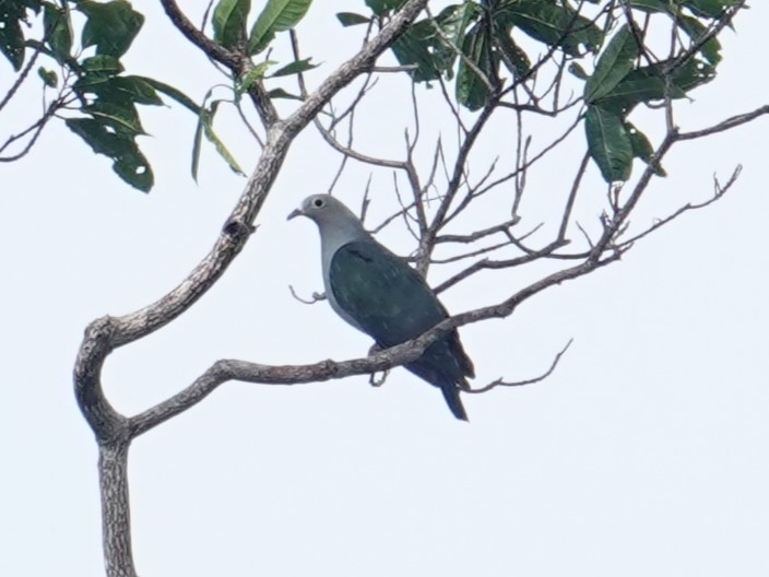 Island Imperial-Pigeon - ML620659942