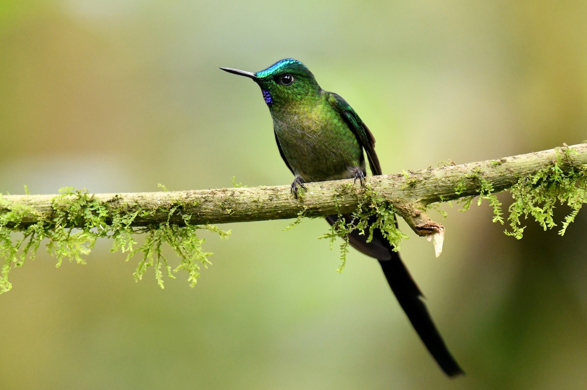 Long-tailed Sylph - ML620659952