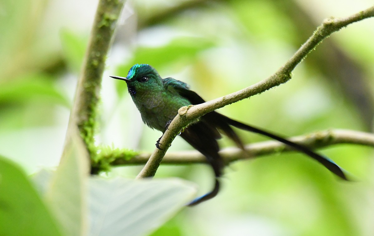 Long-tailed Sylph - ML620659953