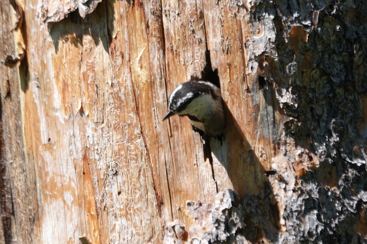 Mountain Chickadee - ML620659954