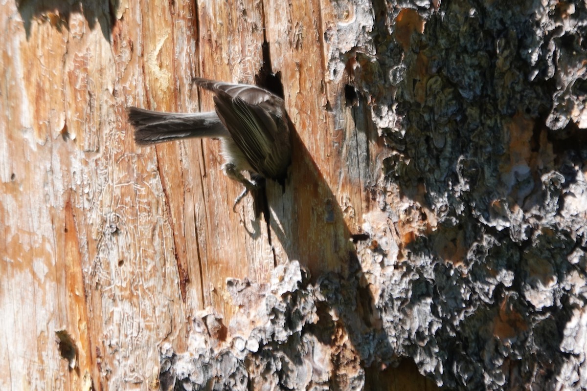 Mountain Chickadee - ML620659964