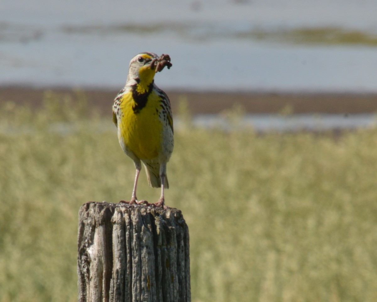 Western Meadowlark - ML620659966