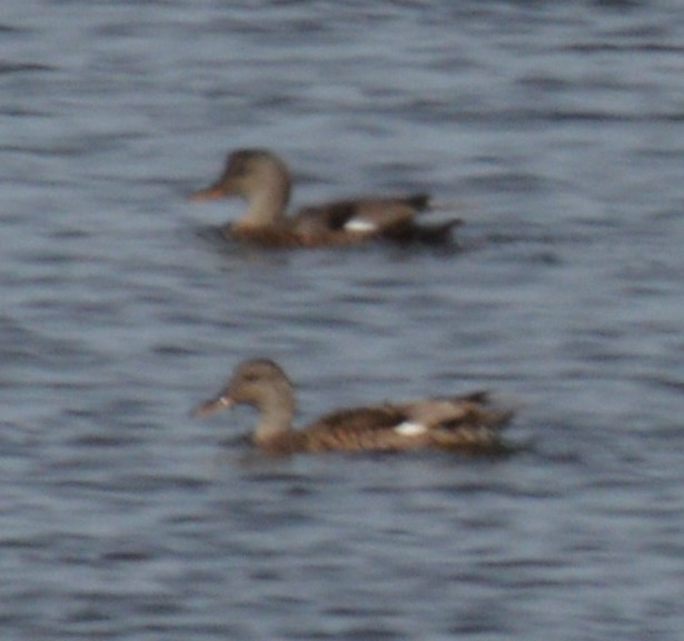 Gadwall - ML620659971