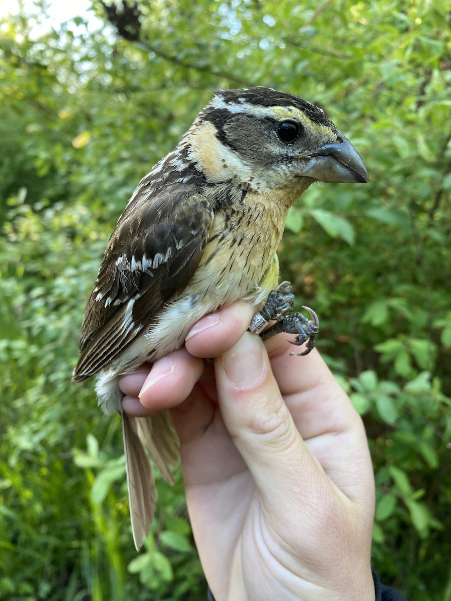 Black-headed Grosbeak - ML620659995