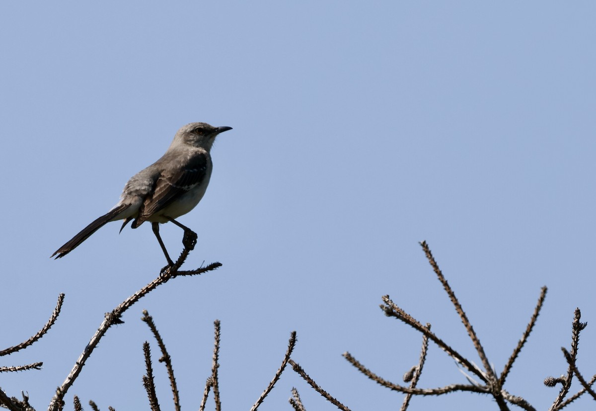 Northern Mockingbird - ML620659996