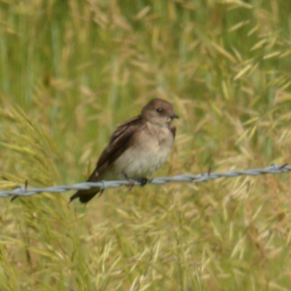 Northern Rough-winged Swallow - ML620659997