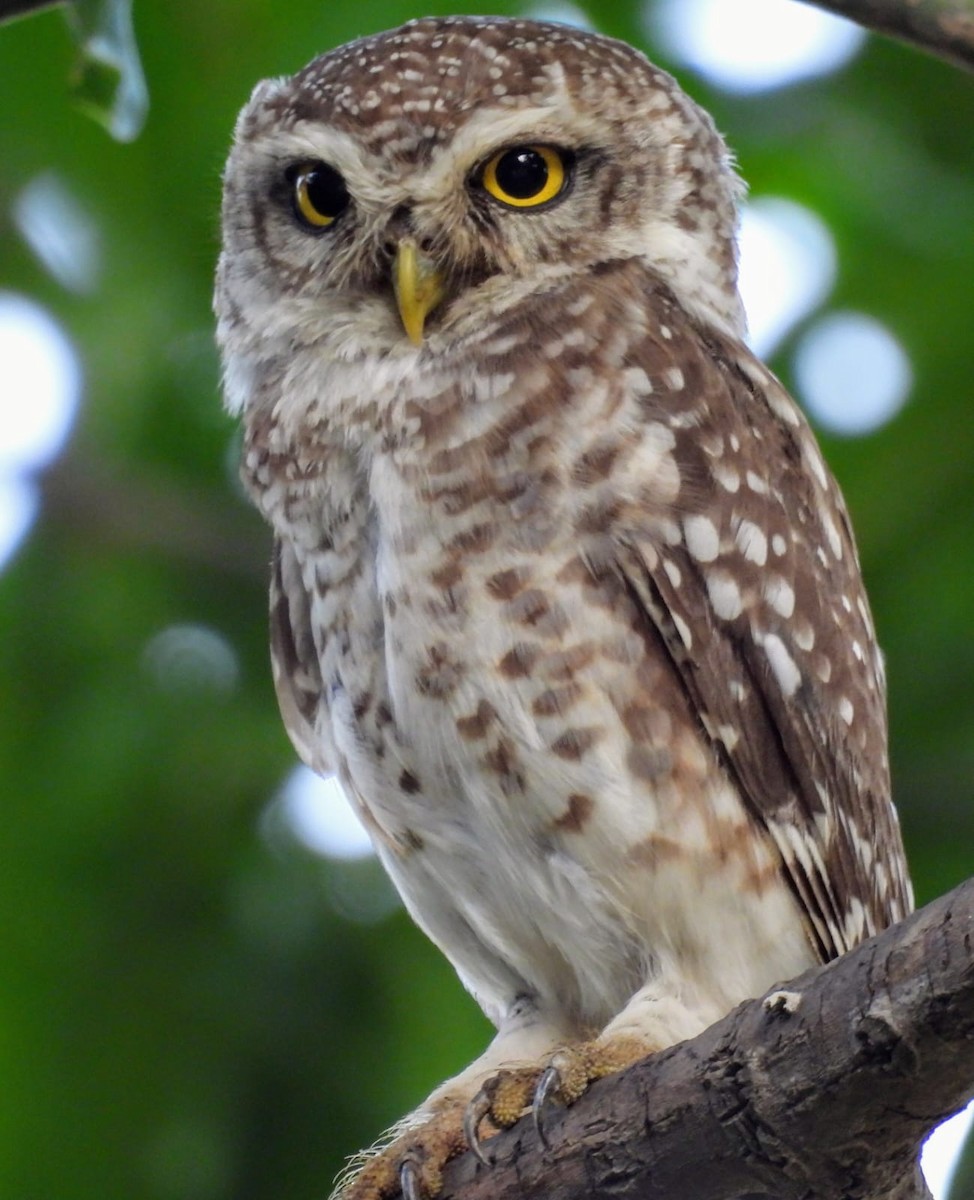 Spotted Owlet - ML620659998