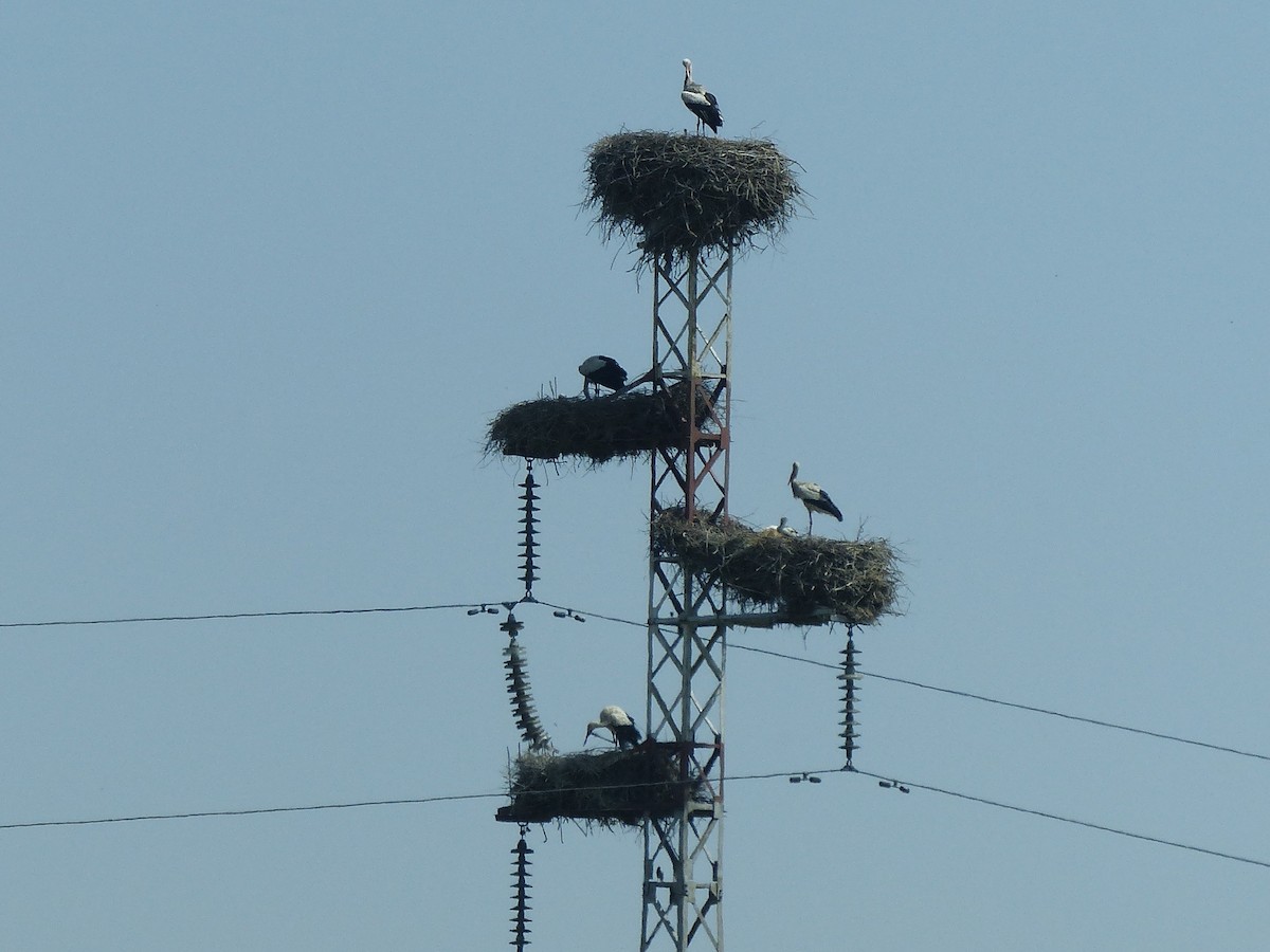 White Stork - ML620660005