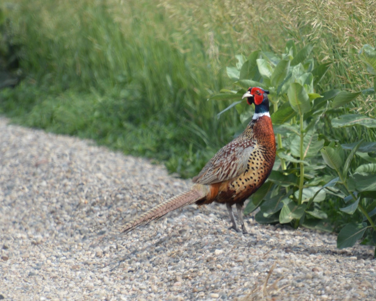 Ring-necked Pheasant - ML620660011