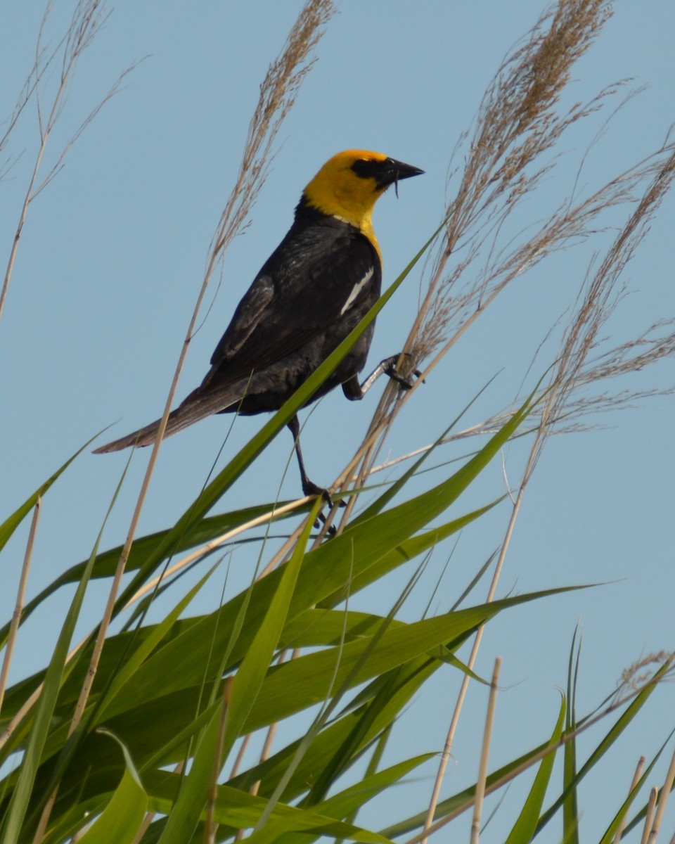 Yellow-headed Blackbird - Liz Almlie