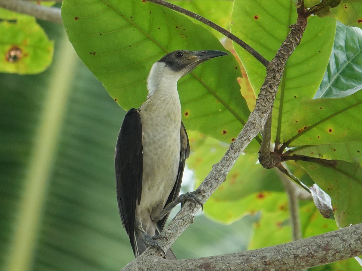 White-naped Friarbird - ML620660021