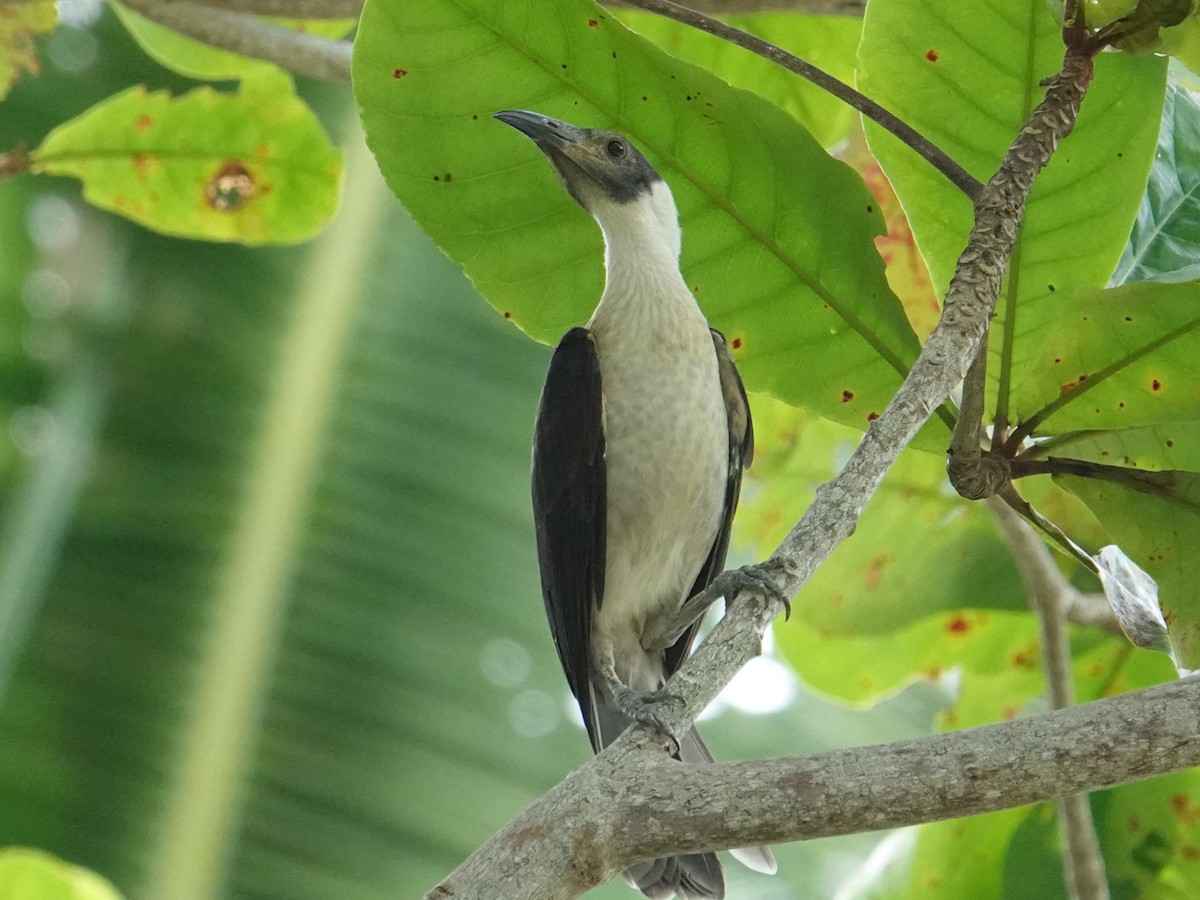 White-naped Friarbird - ML620660022