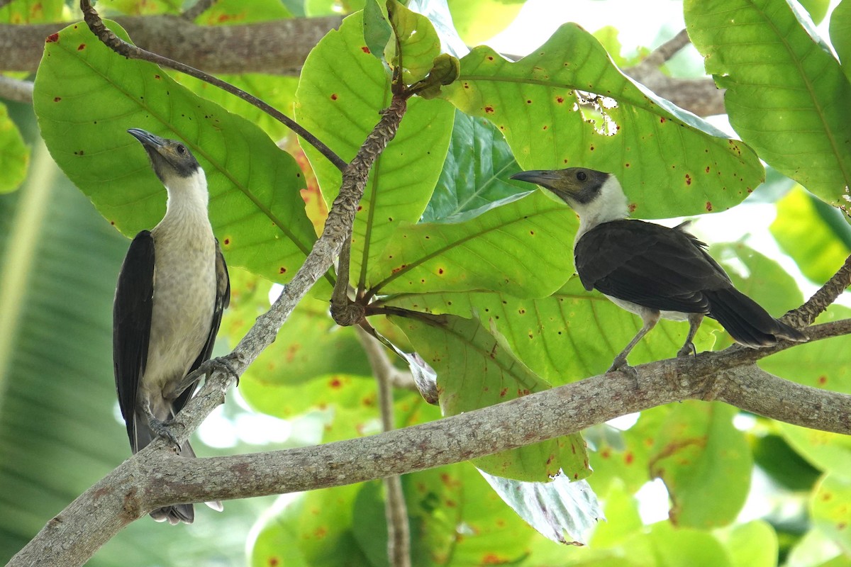 White-naped Friarbird - ML620660023