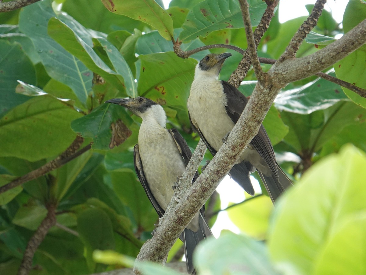 White-naped Friarbird - ML620660024