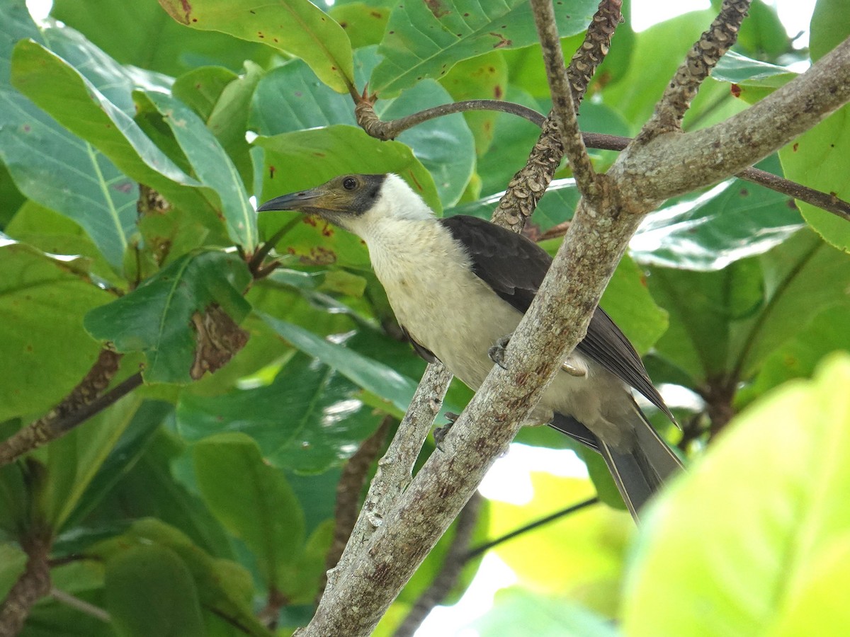 White-naped Friarbird - Steve Kornfeld