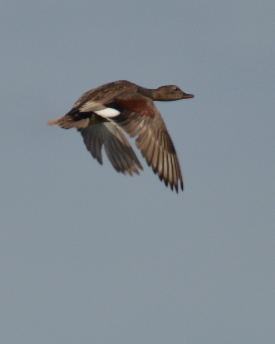 Gadwall - ML620660030