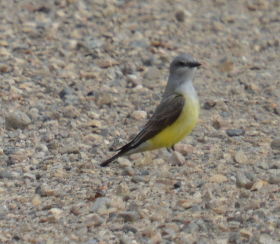 Western Kingbird - ML620660042