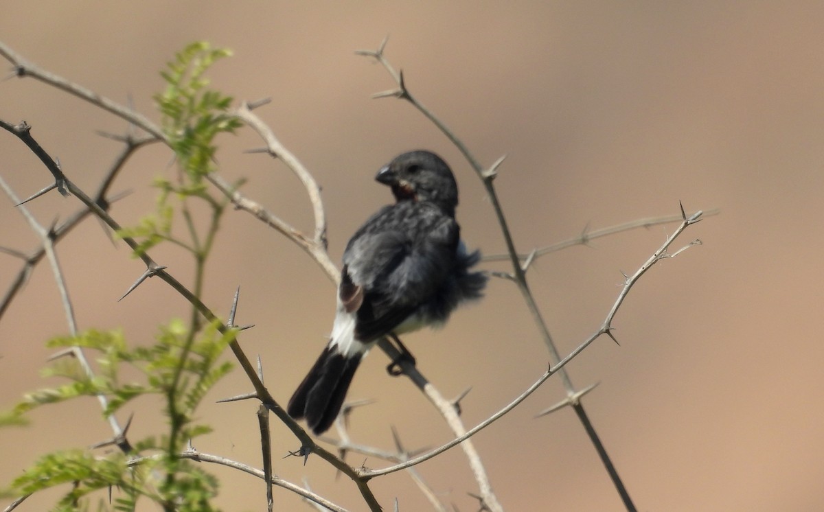 Chestnut-throated Seedeater - ML620660043