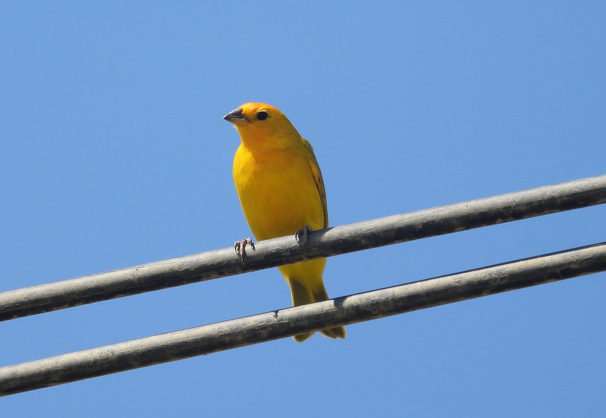 Saffron Finch - ML620660045