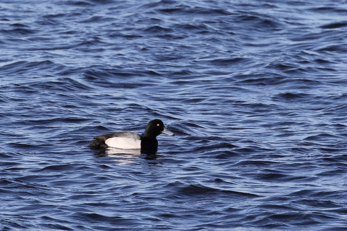 Greater Scaup - ML620660053