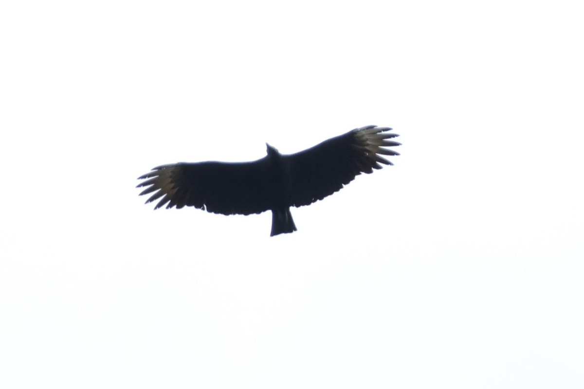 Turkey Vulture - ML620660062