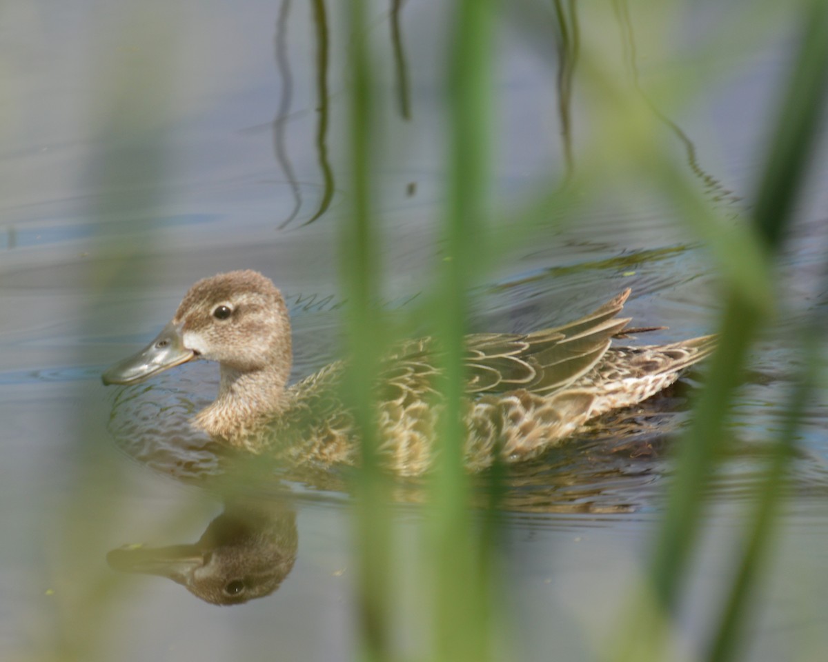 Blue-winged Teal - ML620660063