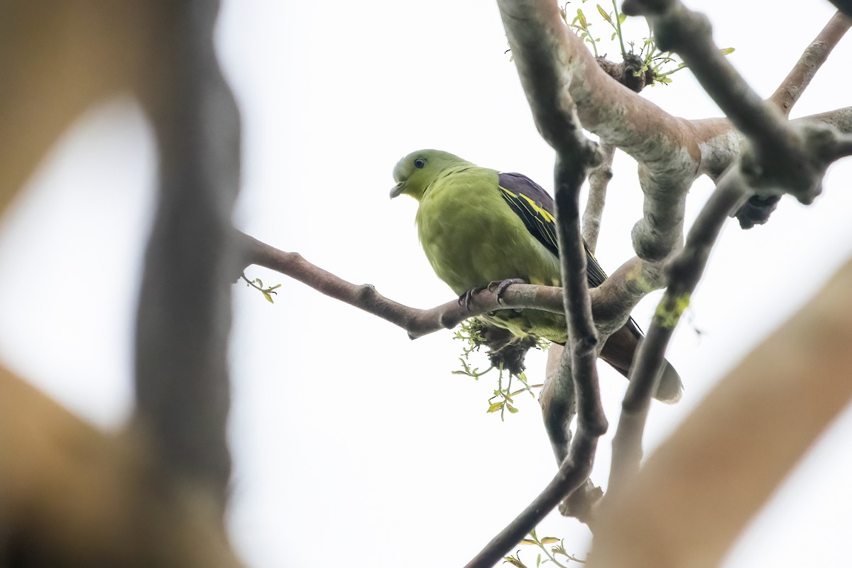 Gray-fronted Green-Pigeon - ML620660080