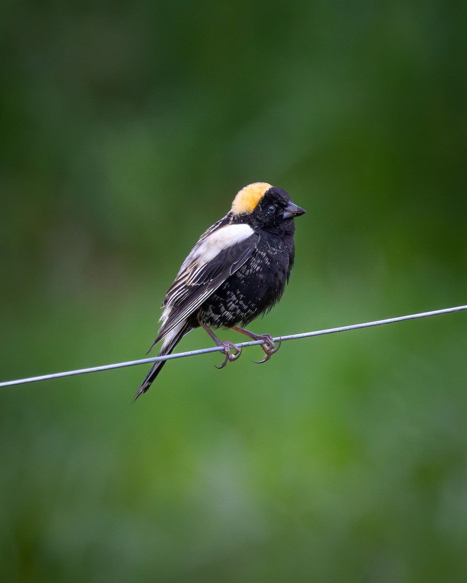 Bobolink - ML620660081