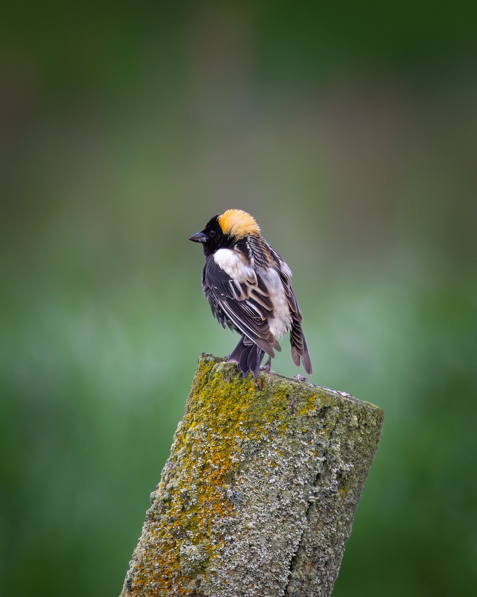 Bobolink - ML620660082