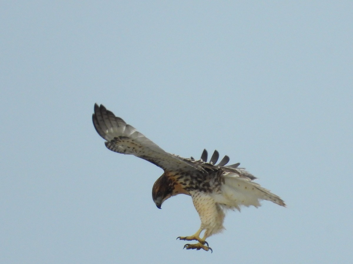 Red-tailed Hawk - ML620660083